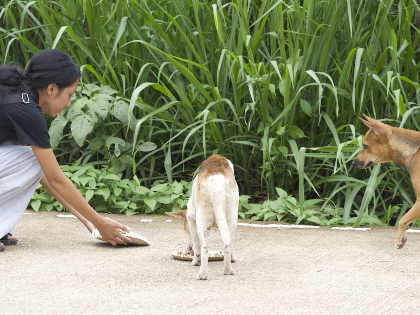 Stray Feeding Program